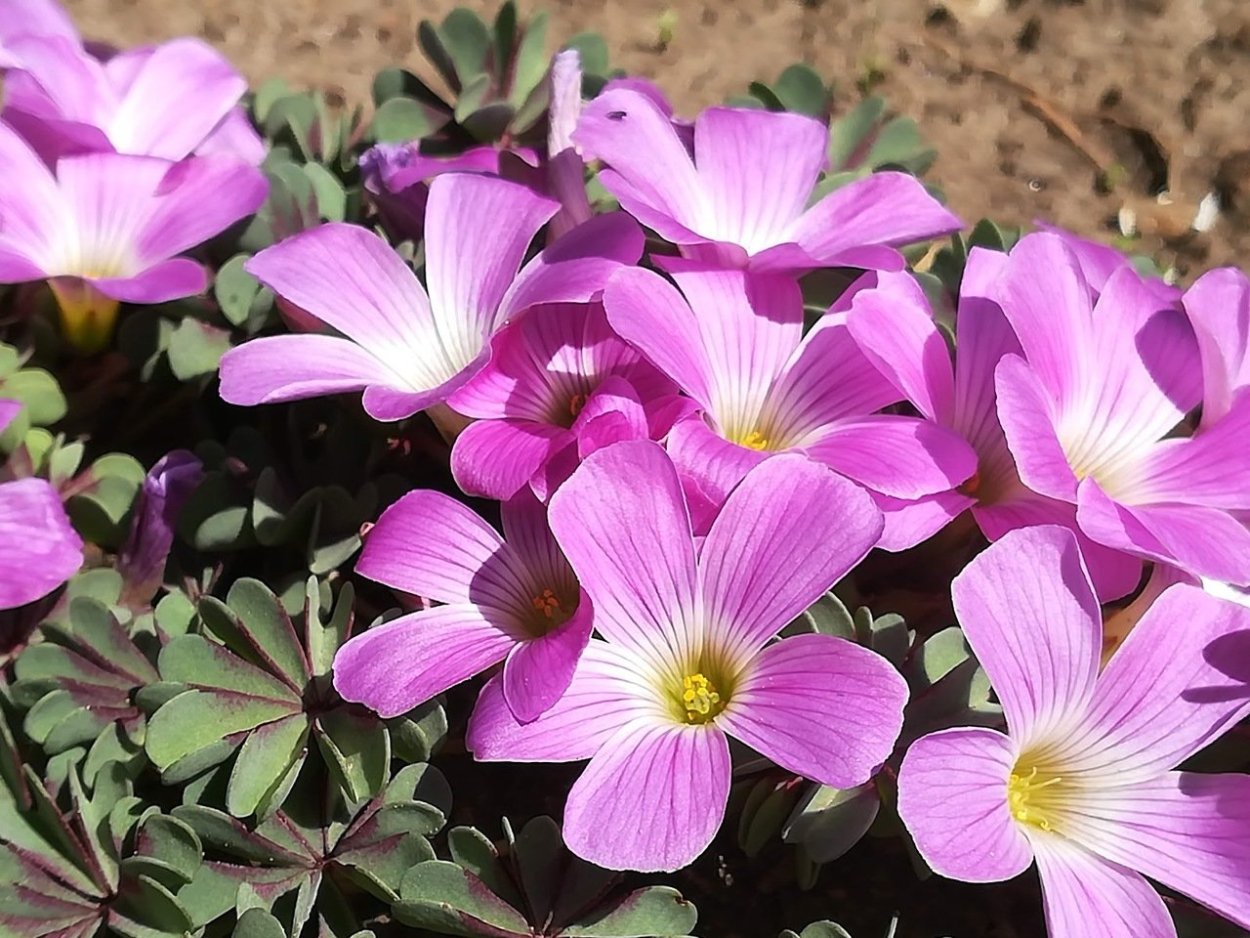 Кислица железистолистная