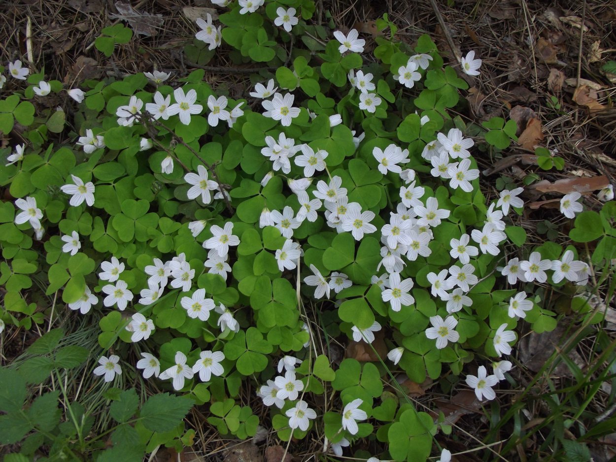 Кислица Таганай