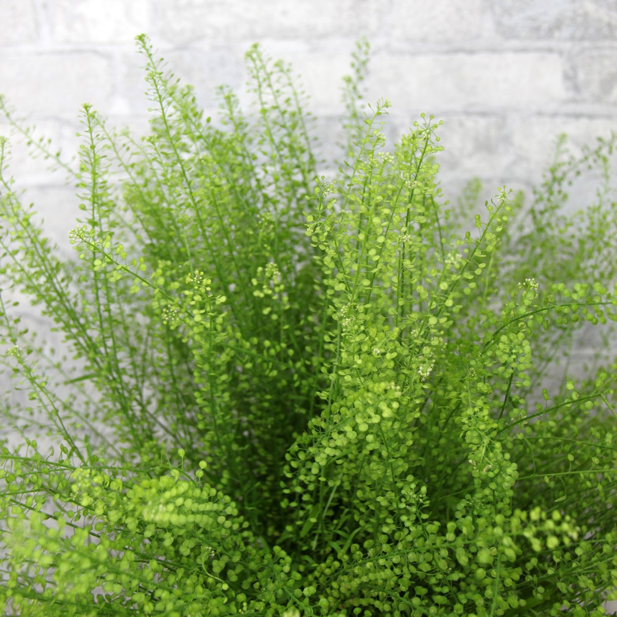 Лепидиум Грин Белл