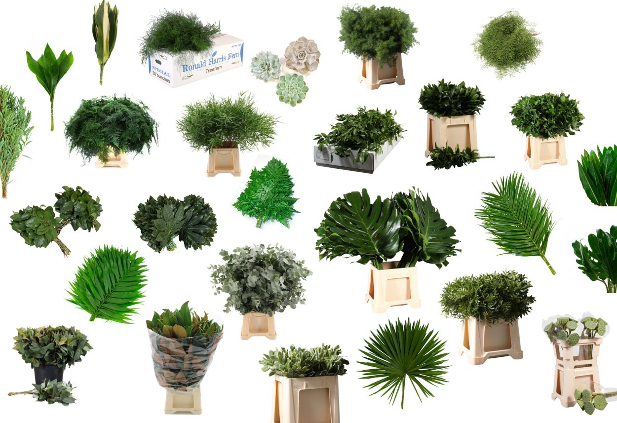 Зелень срезка