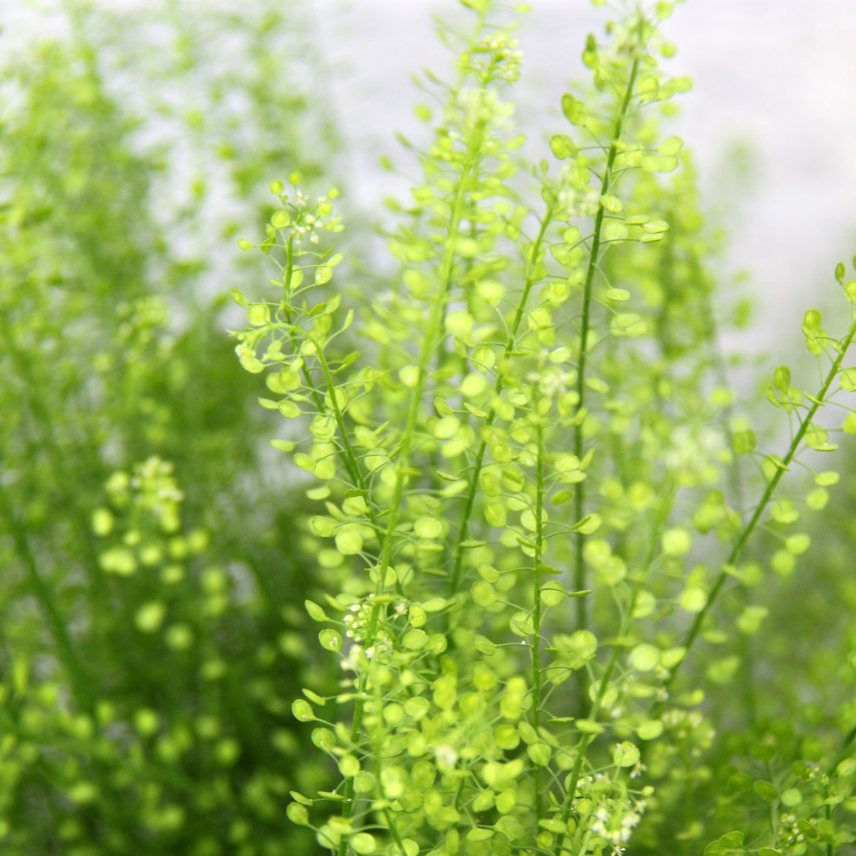 Тласпи Грин Белл