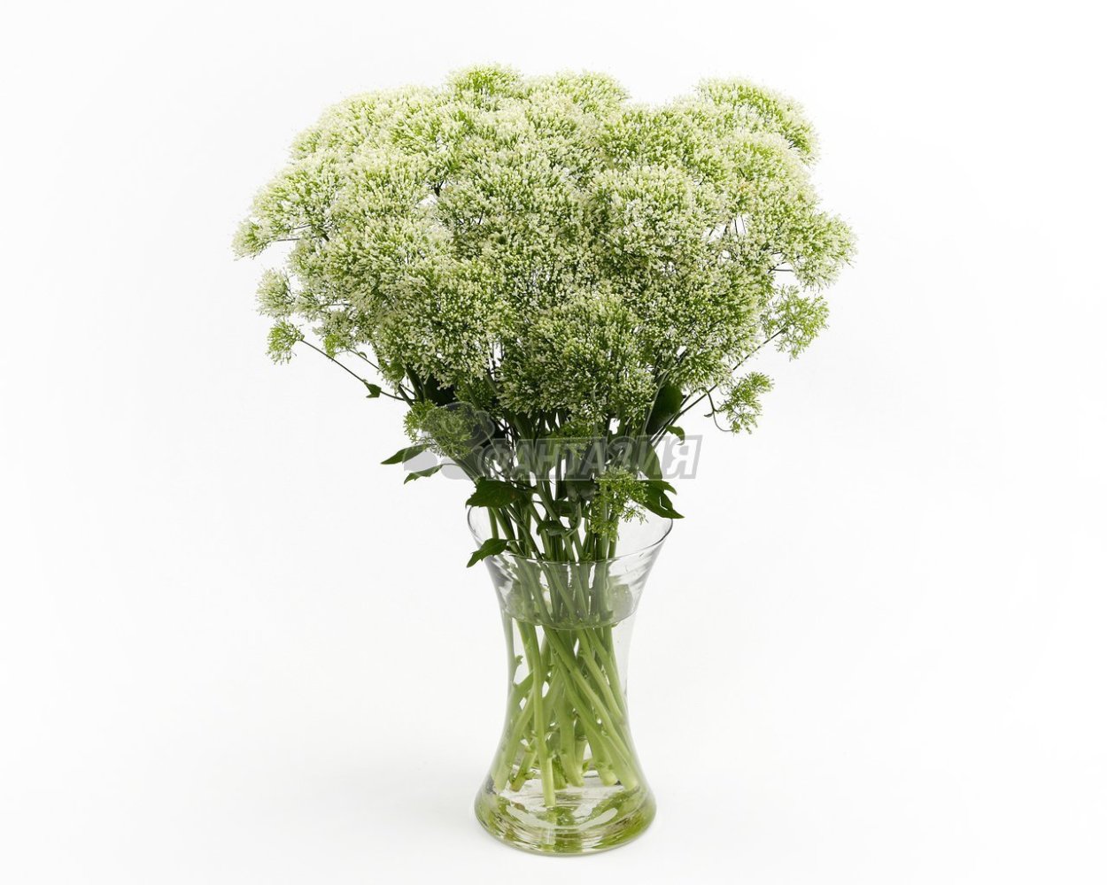 Трахелиум Lake Powell