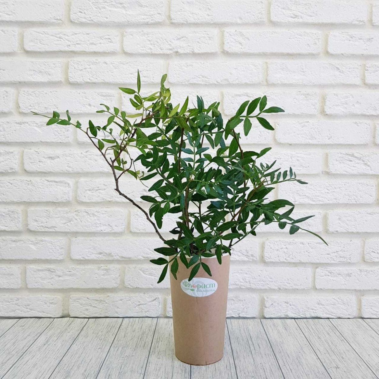 Зелень Писташ и фисташка