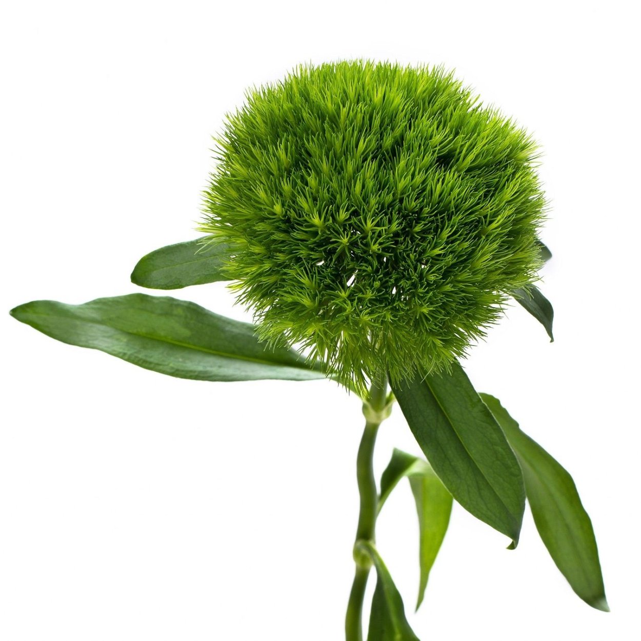 Диантус Грин трик