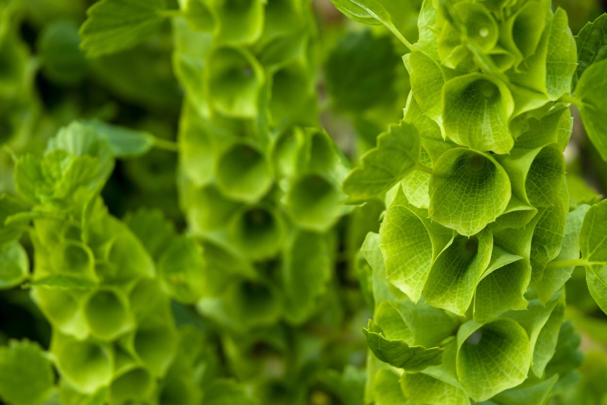 Молюцелла изумруд