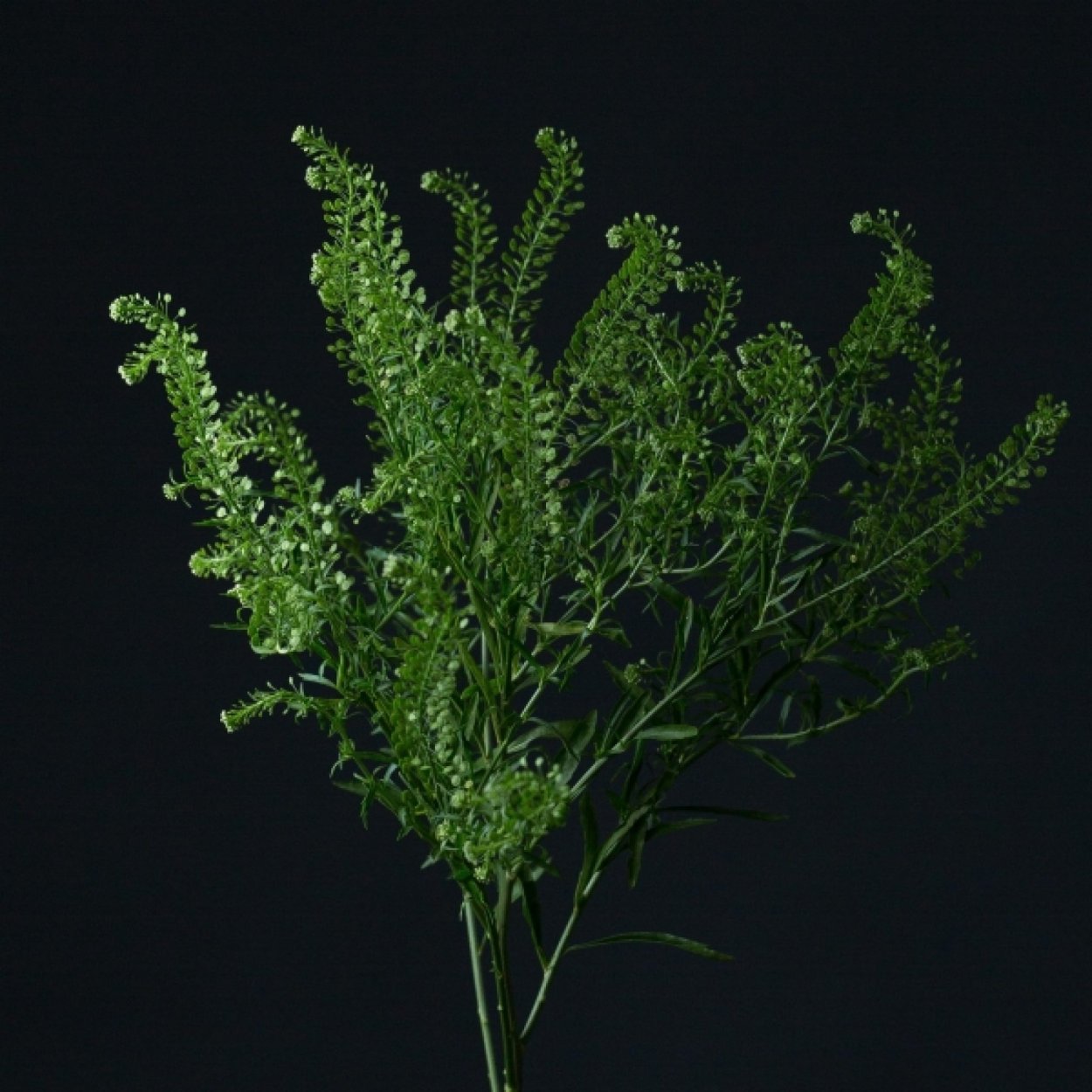 Лепидиум-Lepidium-Green Bell