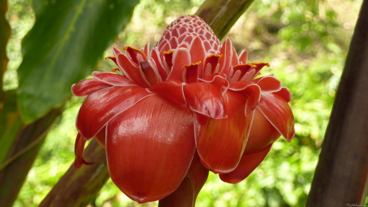 Torch Ginger С†РІРµС‚РѕРє