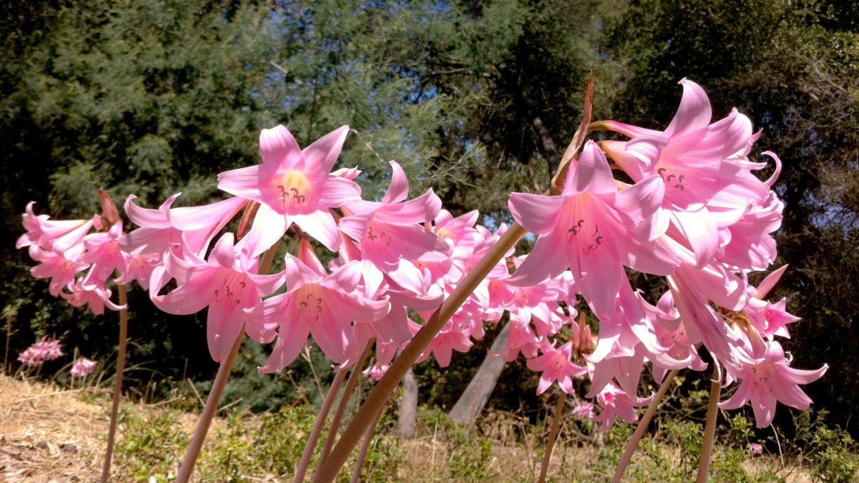 Красавка белладонна