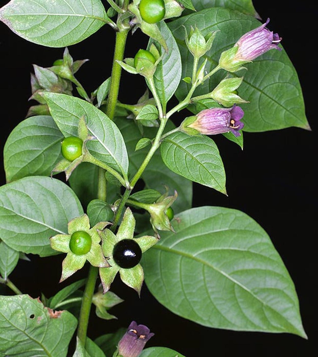 Красавка белладонна Atropa Belladonna