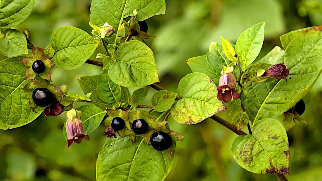 Белладонна красавка обыкновенная