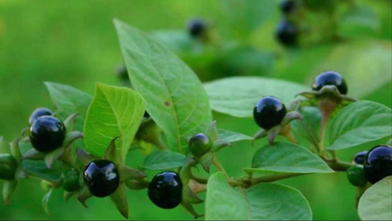 Красавка белладонна