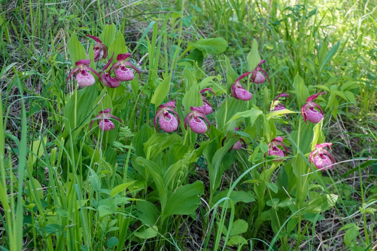 Венерин башмачок Хакасия
