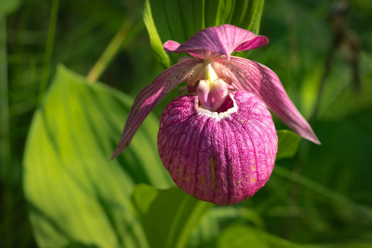 Северная Орхидея Венерин башмачок
