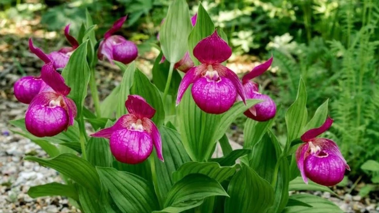 Венерин башмачок букет