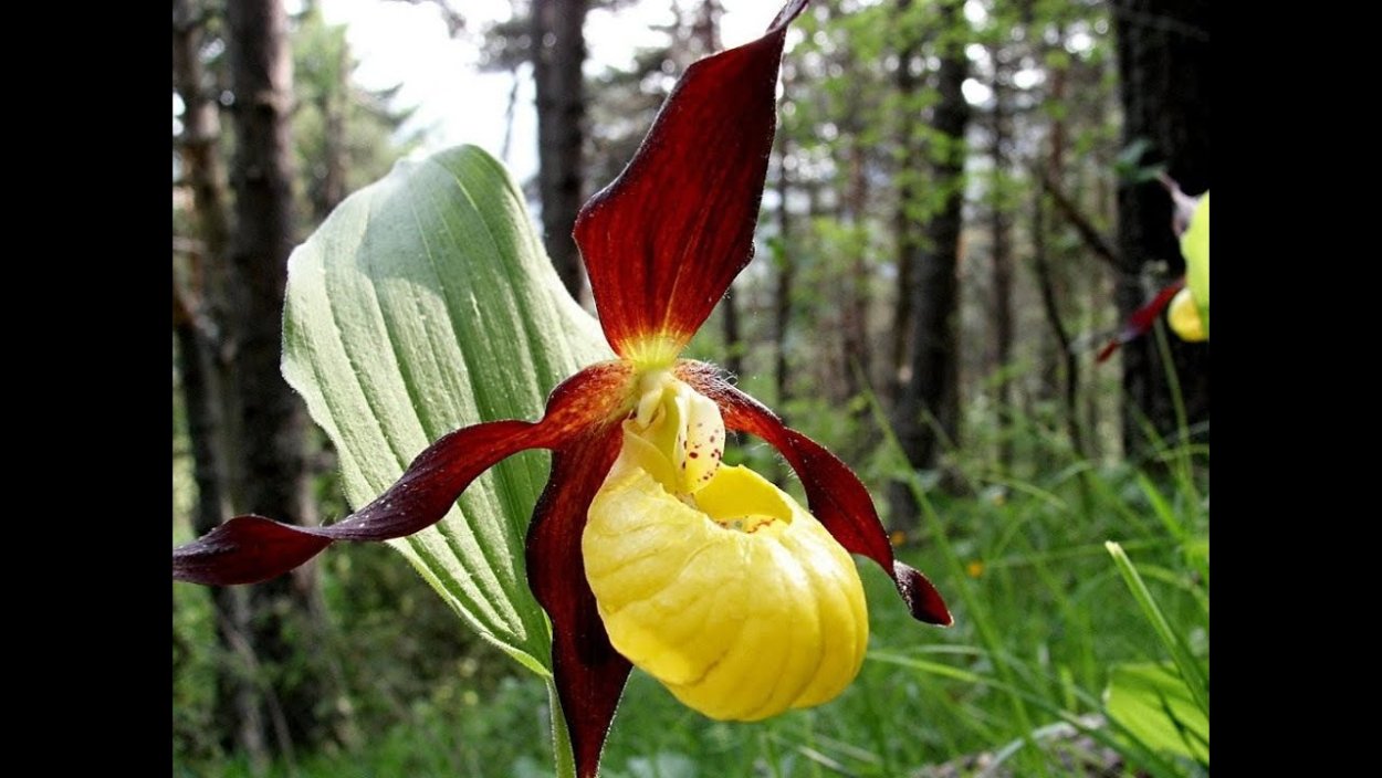 Венерин башмачок красная книга 2 класс