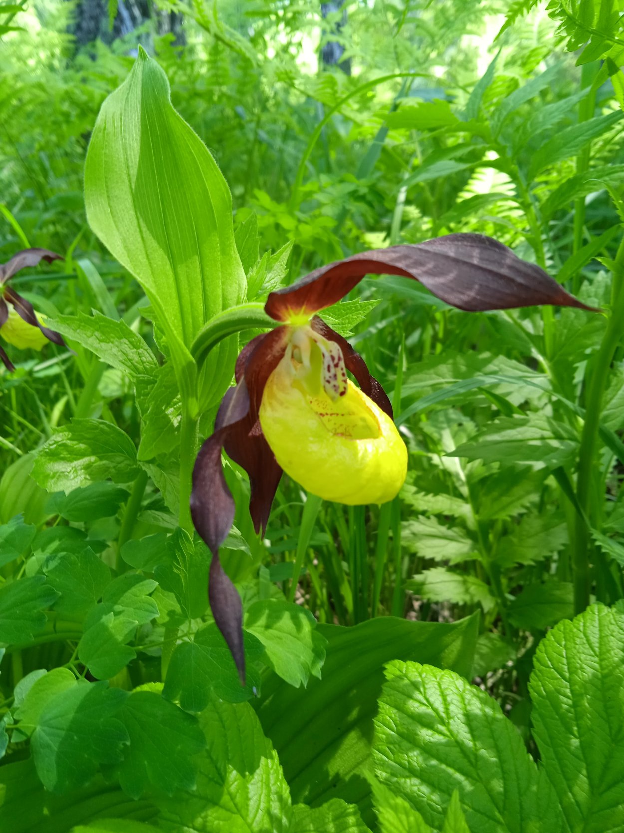 Венерин башмачок настоящий