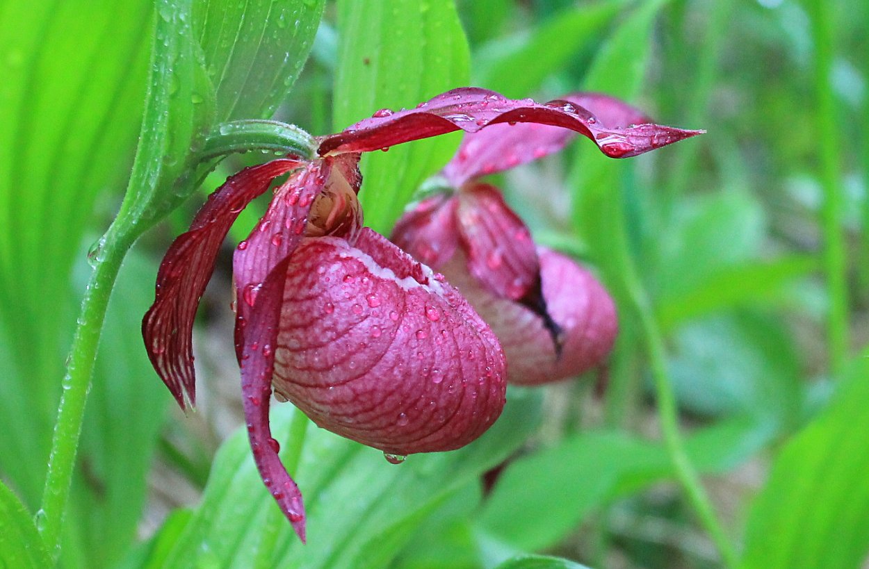 Венерин башмачок белый