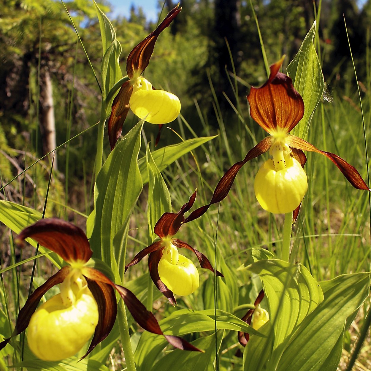 Венерин башмачок