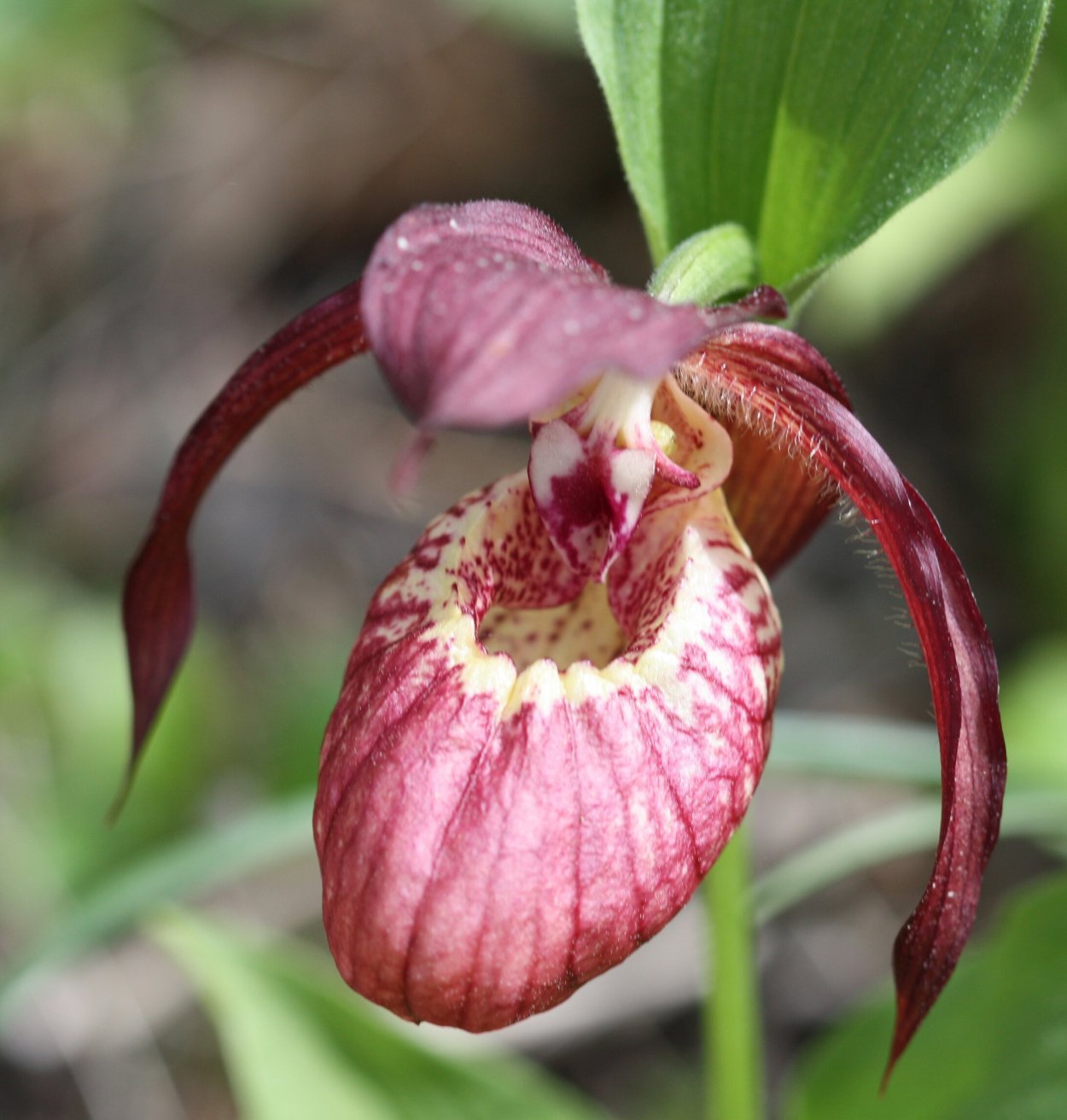 Венерин башмачок