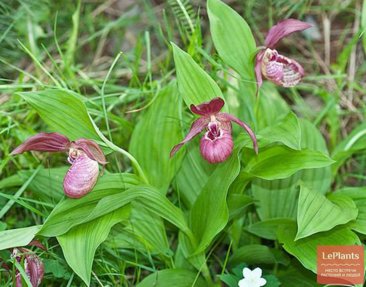Венерин башмачок Ятабе