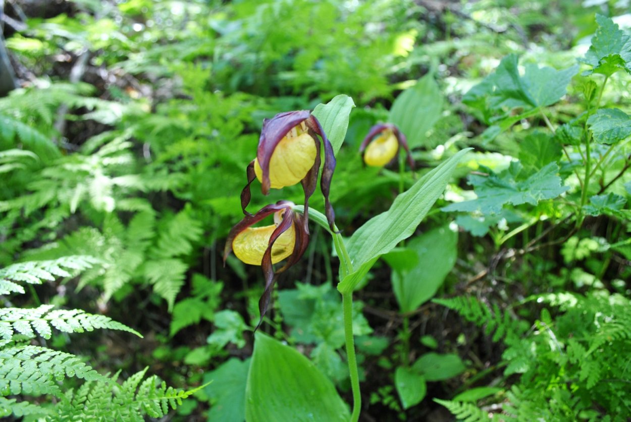Венерин башмачок в Карелии