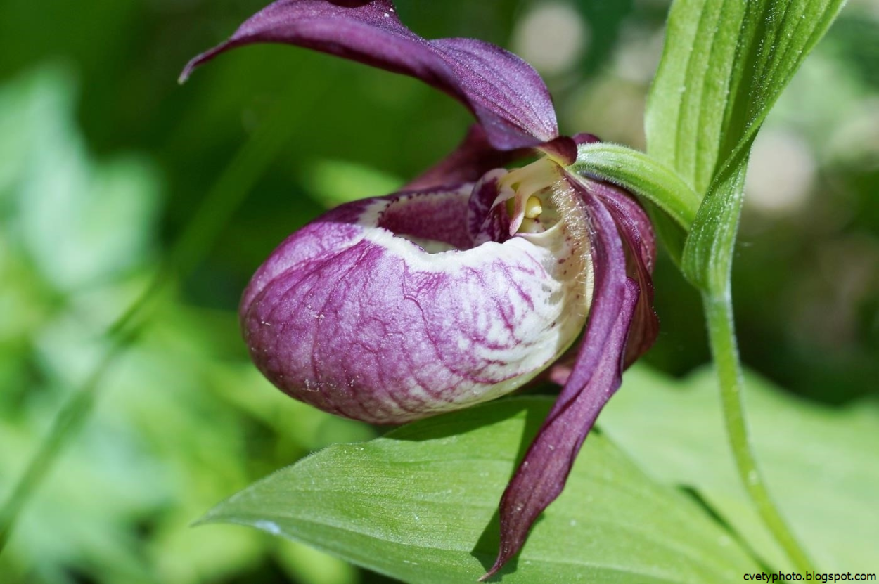 Растение Венерин башмачок