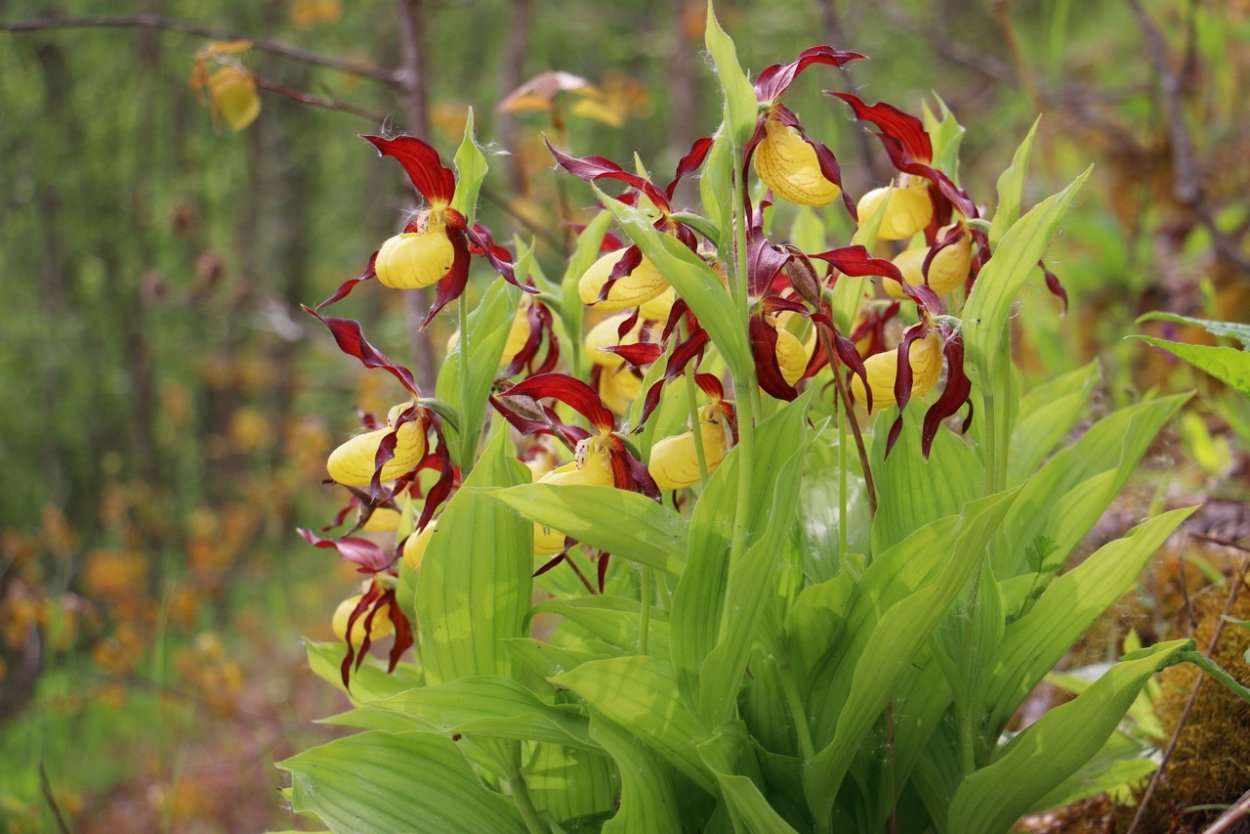 Венерин башмачок Дальний Восток