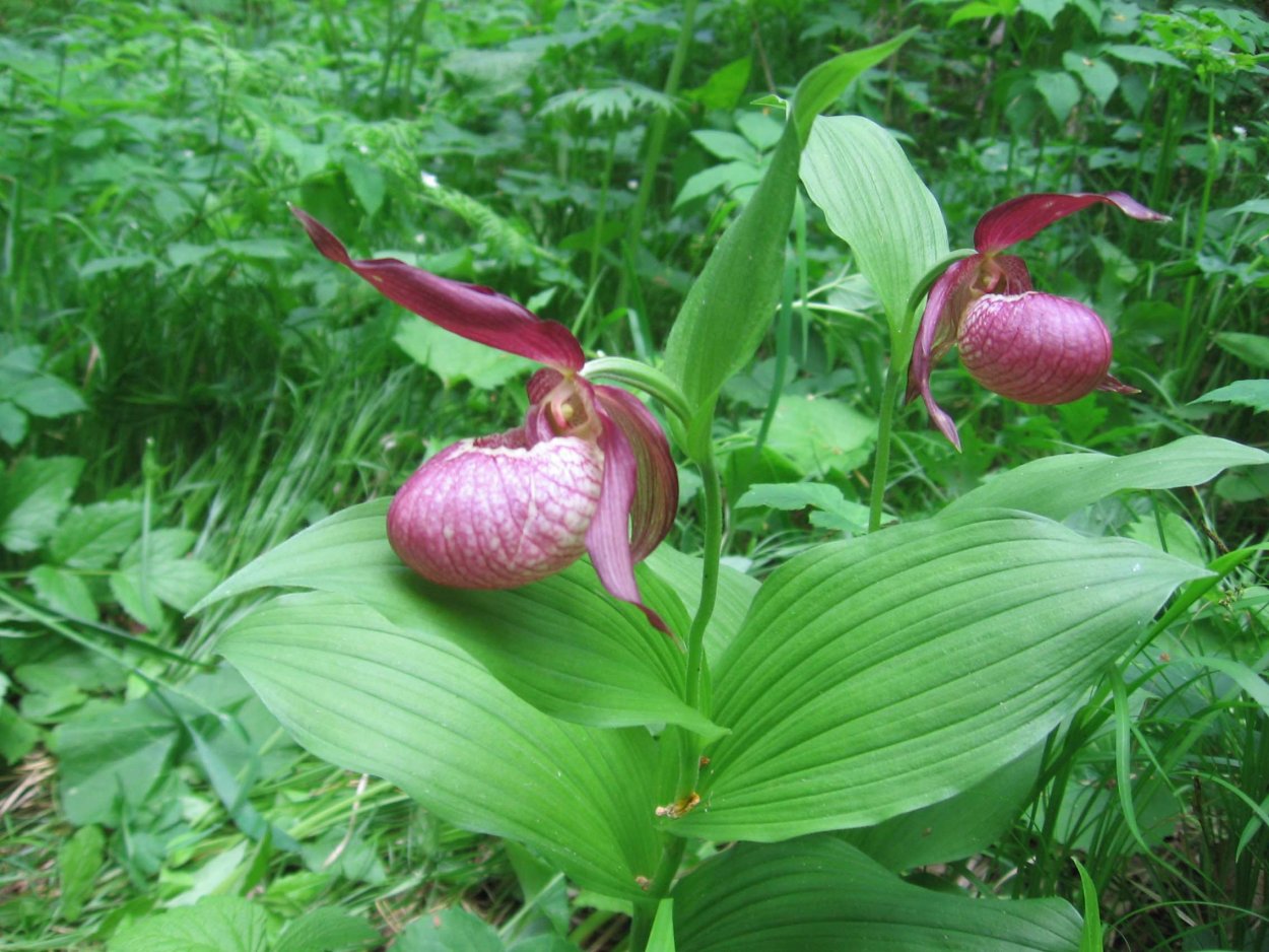 Венерин башмачок Тува