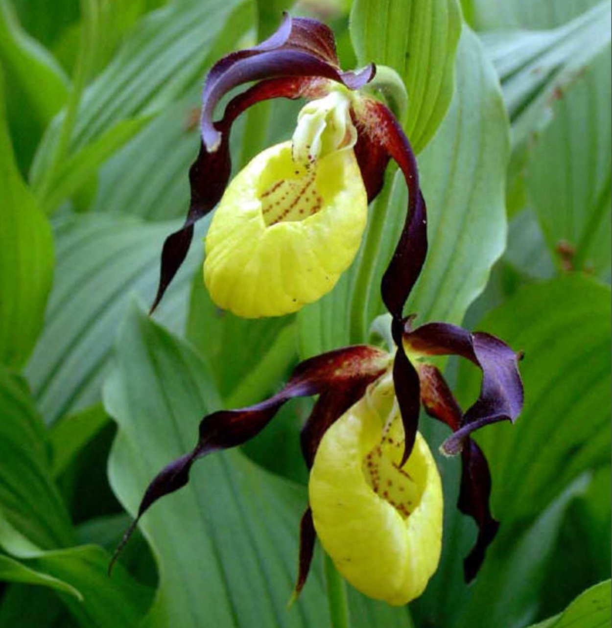 Венерин башмачок