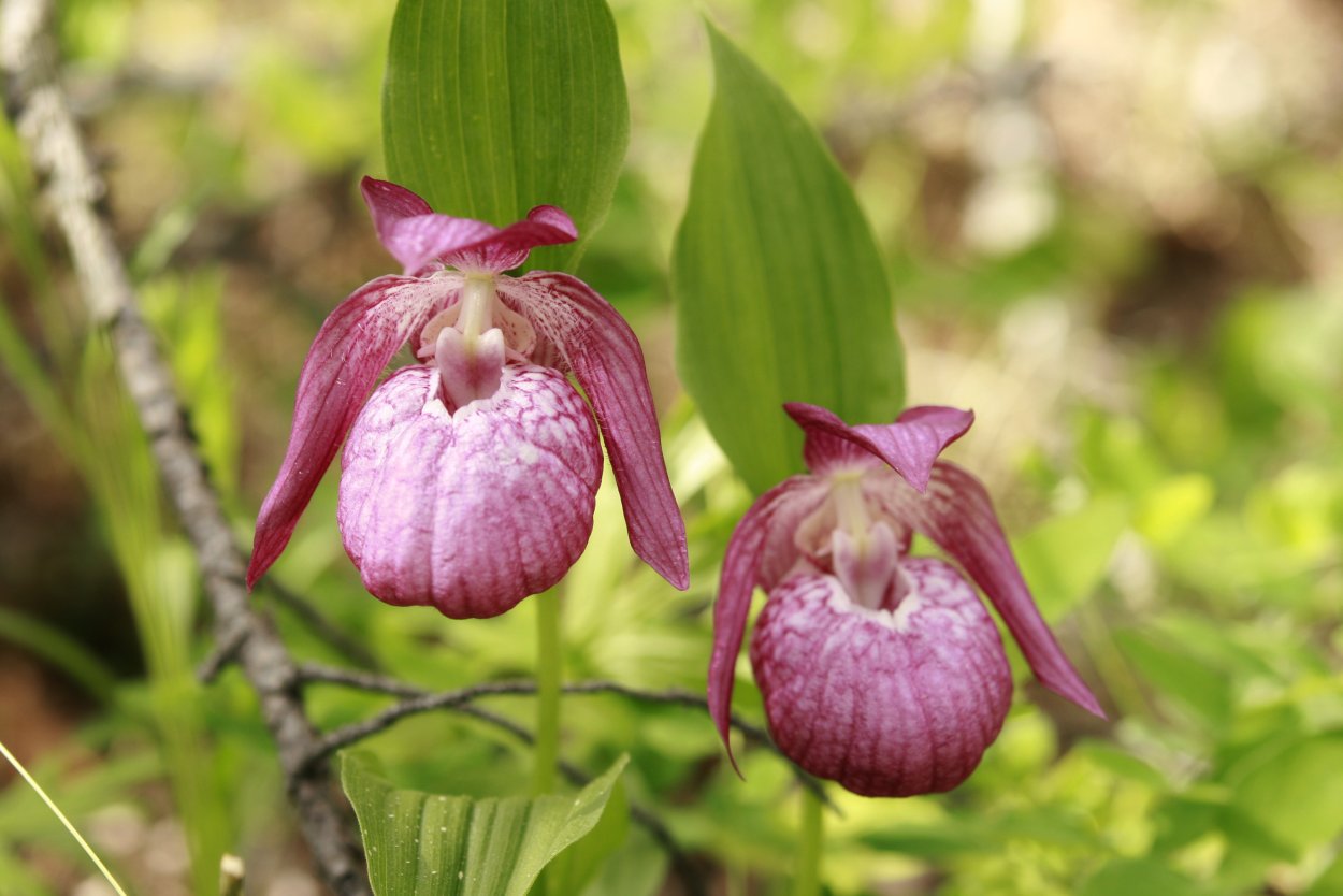 Венерин башмачок Марий Эл