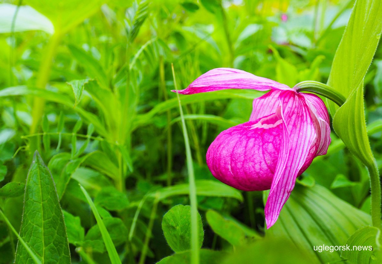 Башмачок крупноцветковый Камчатка