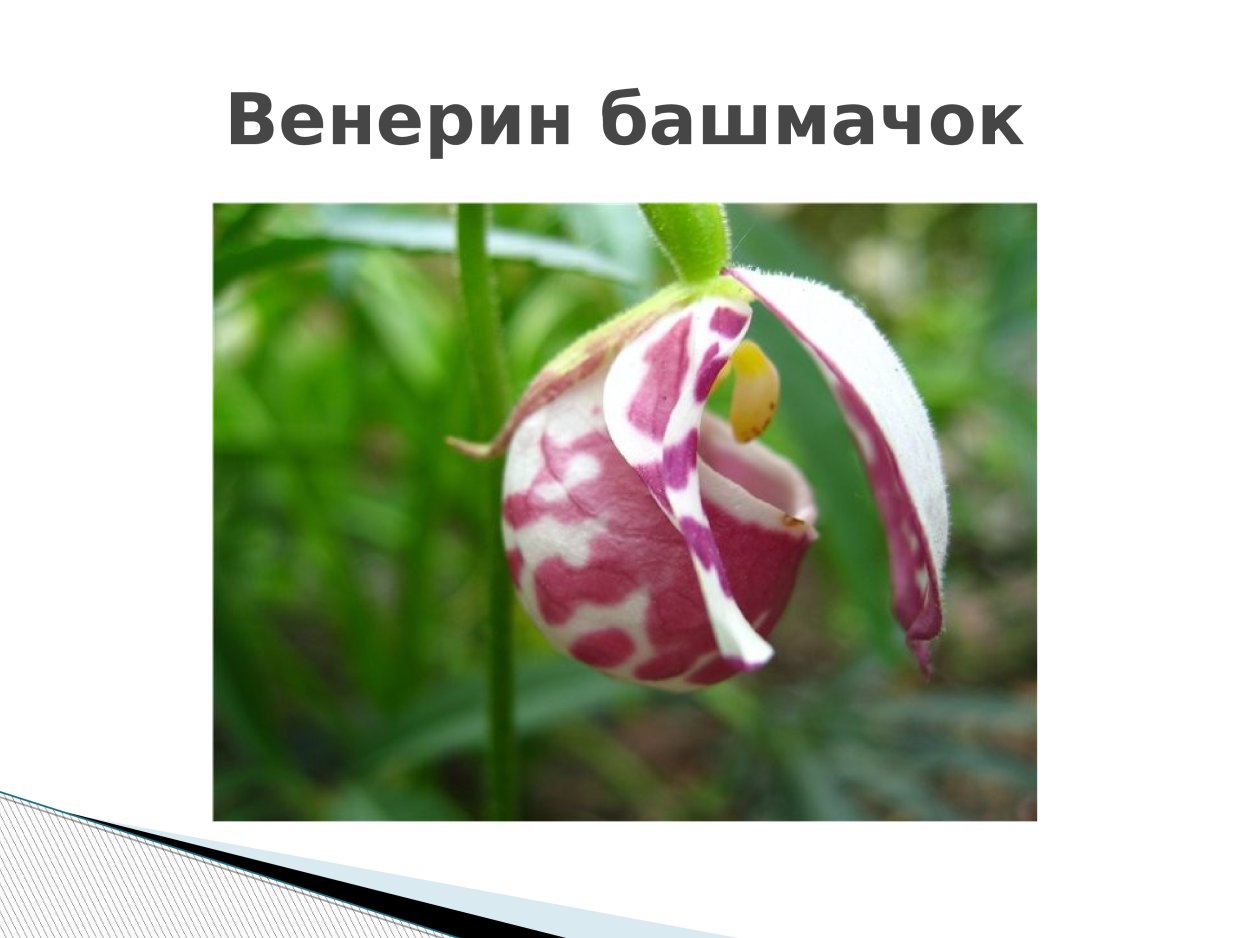 Венерин башмачок красная книга Карелии