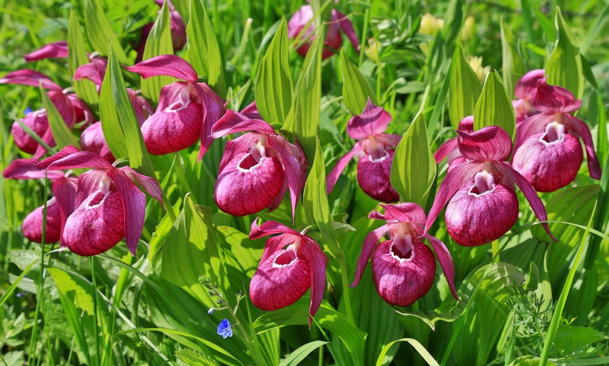 Венерин башмачок фиолетовый