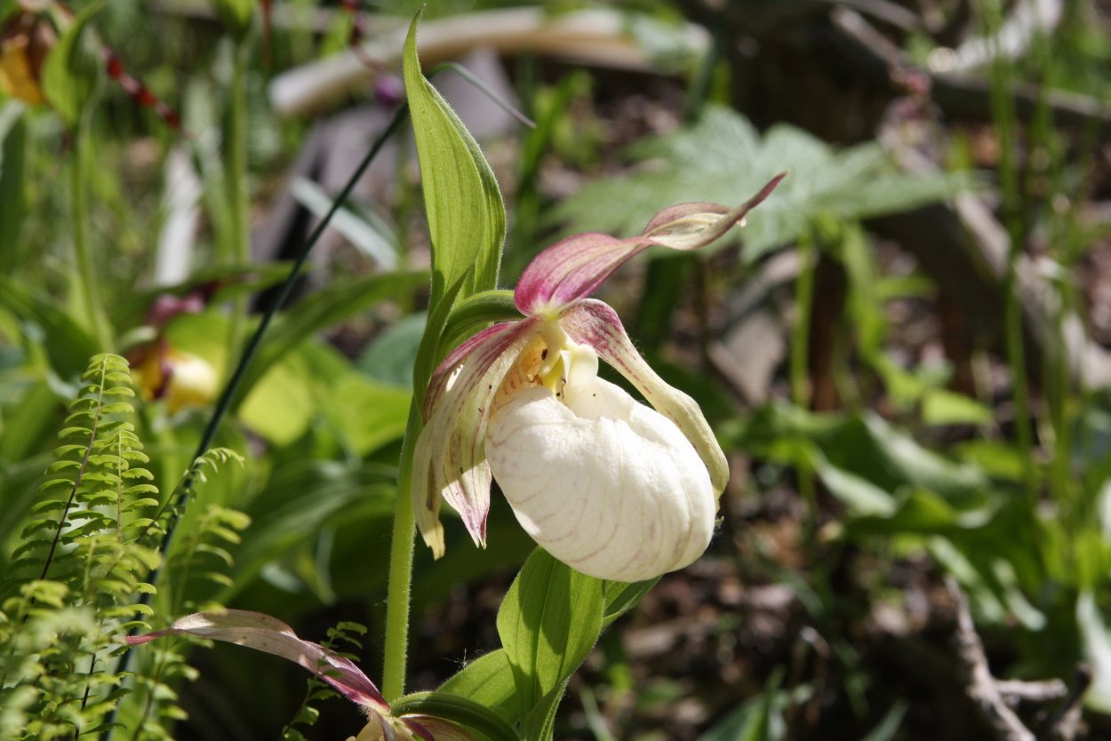 Венерин башмачок Викис Дилайт