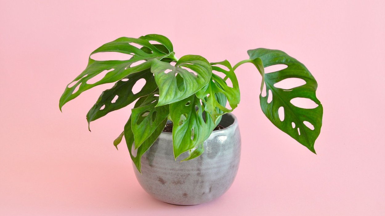 Монстера spruceana