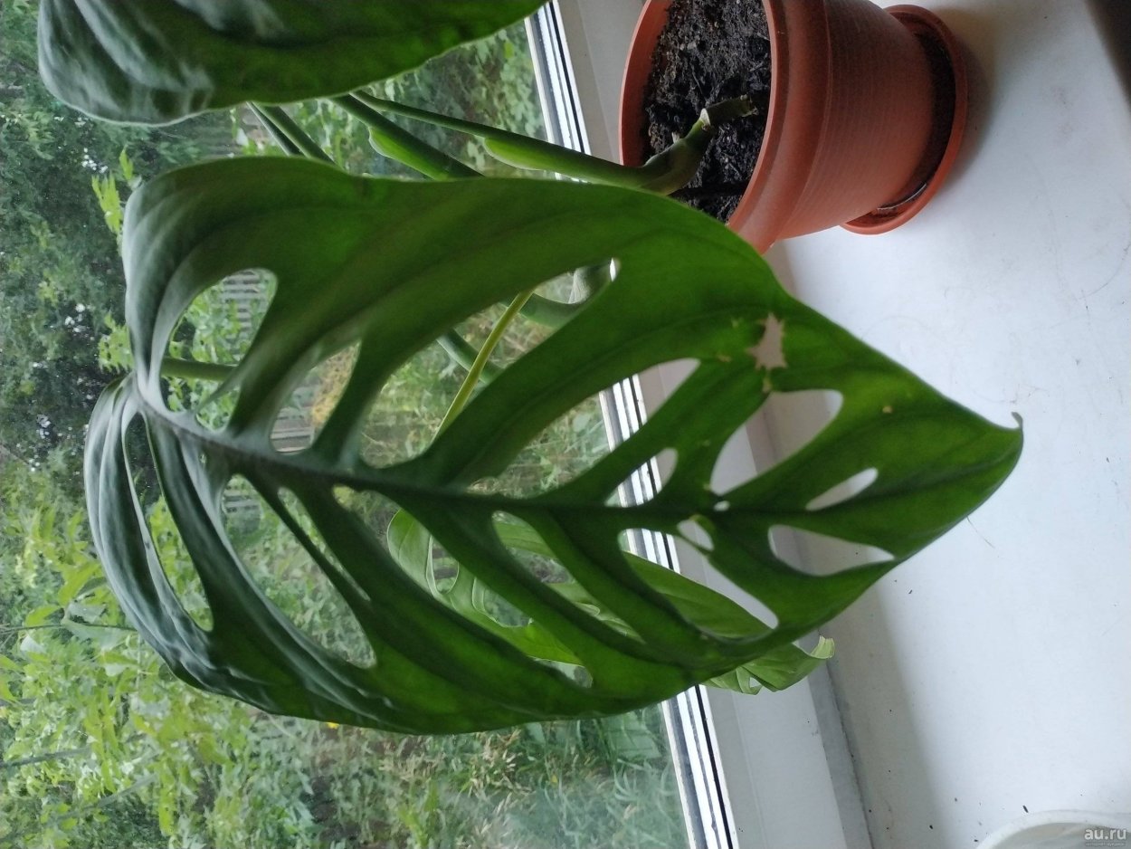 Монстера Фридрихшталя friedrichsthalii