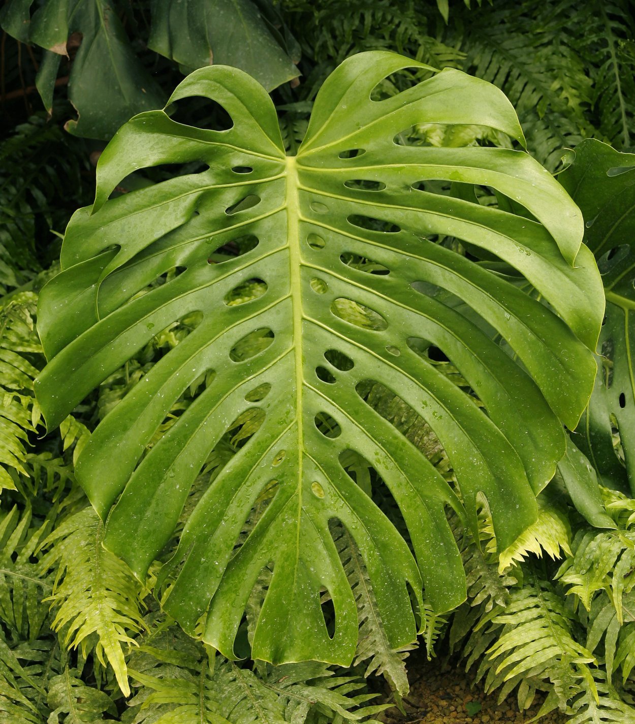 Монстера aureopinnata