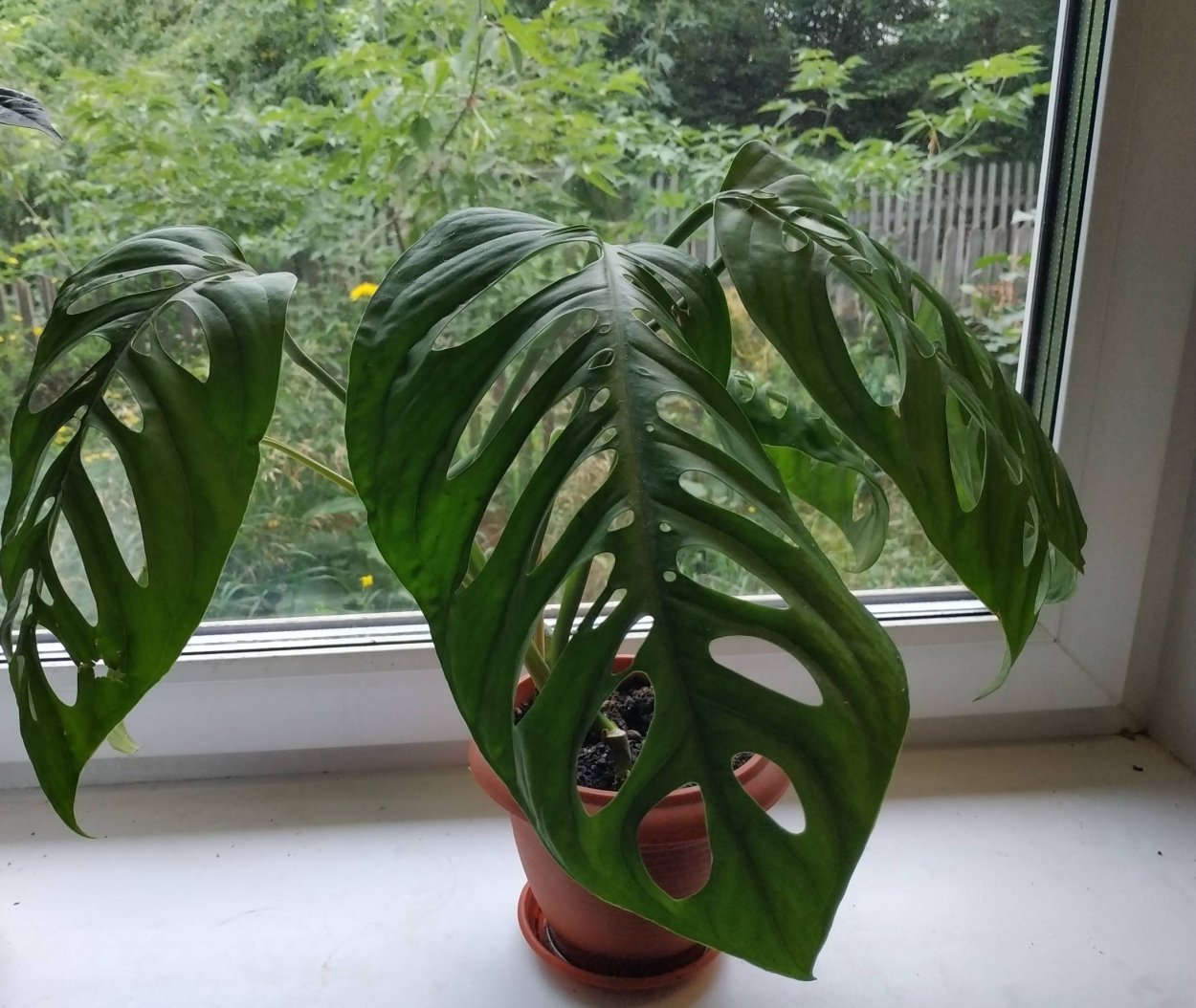 Монстера Карвинского