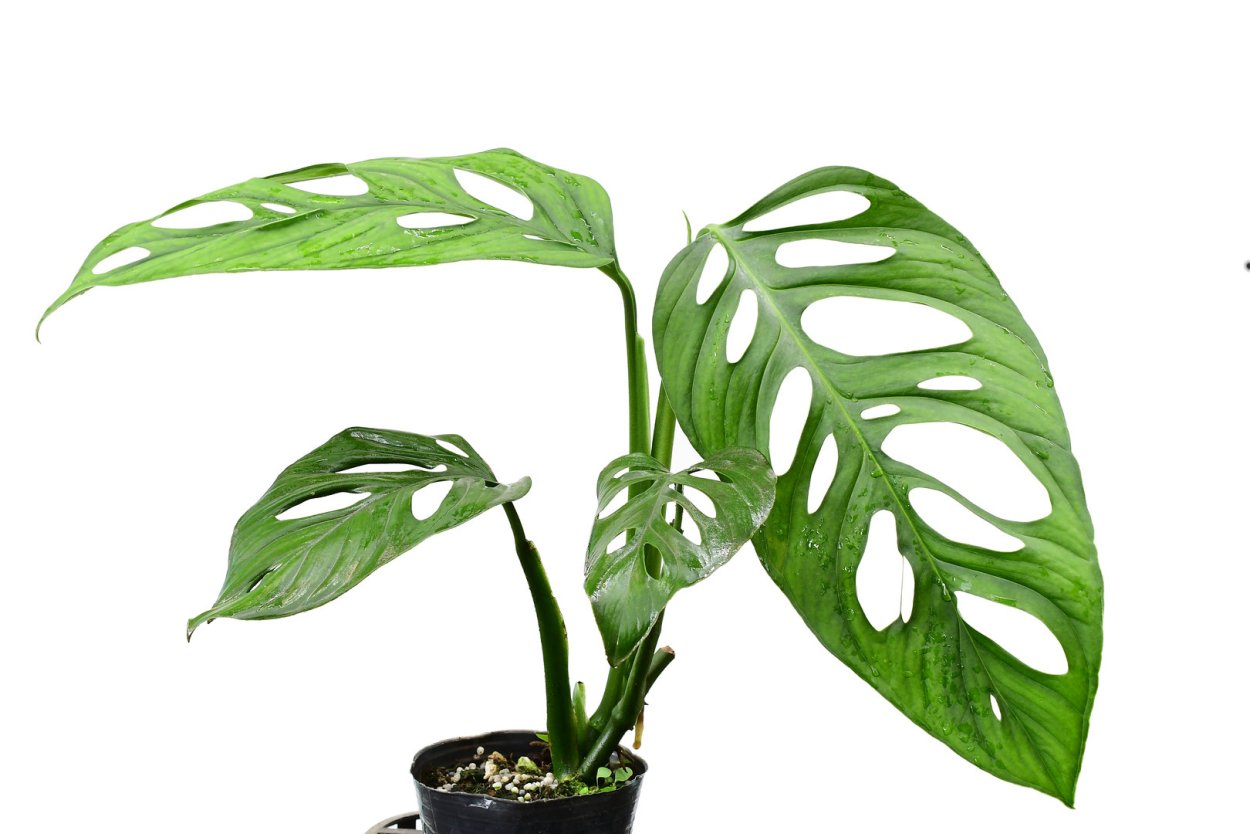 Монстера adansonii