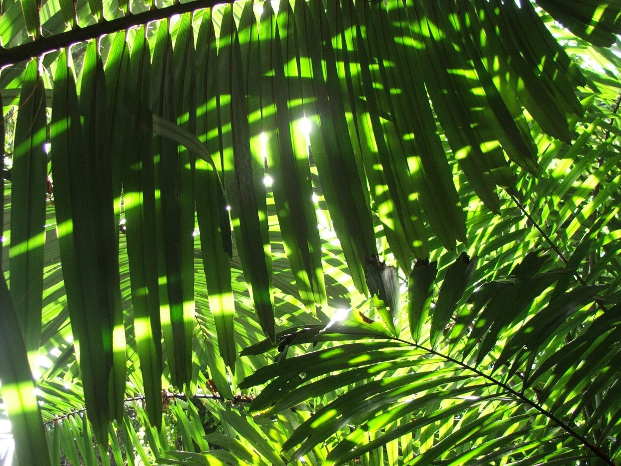 Бали монстера папоротник джунгли