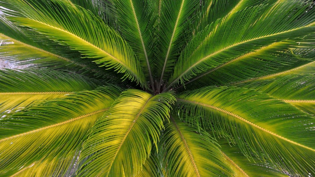 Лист пальмы