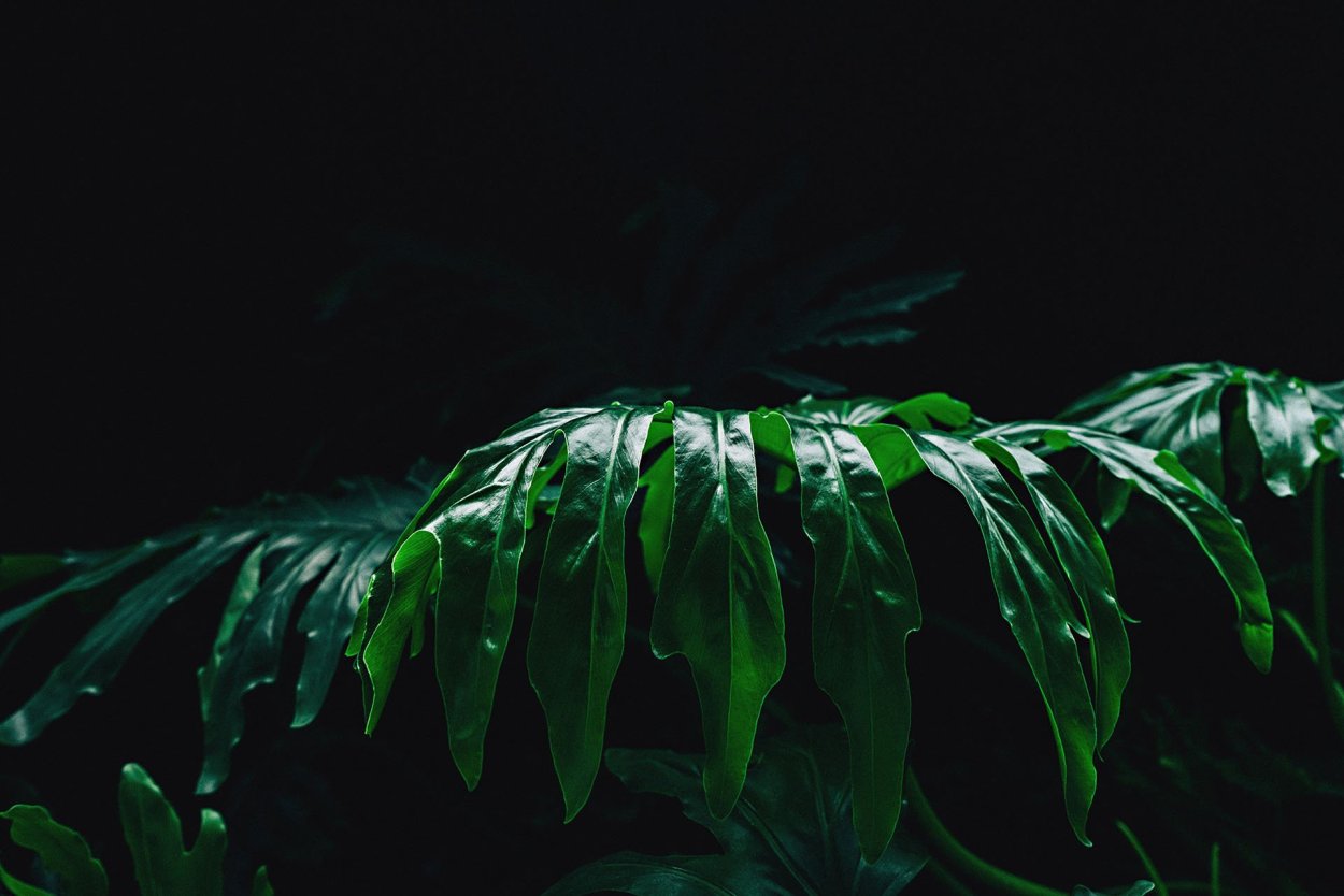 Тропические листья