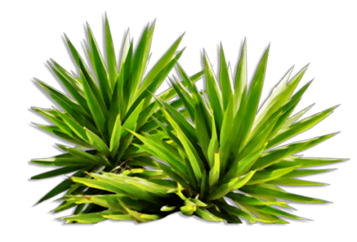 Тропические растения на прозрачном фоне