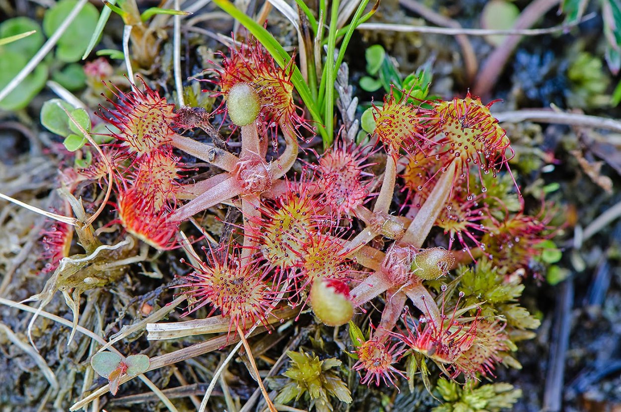 Drosera adelae