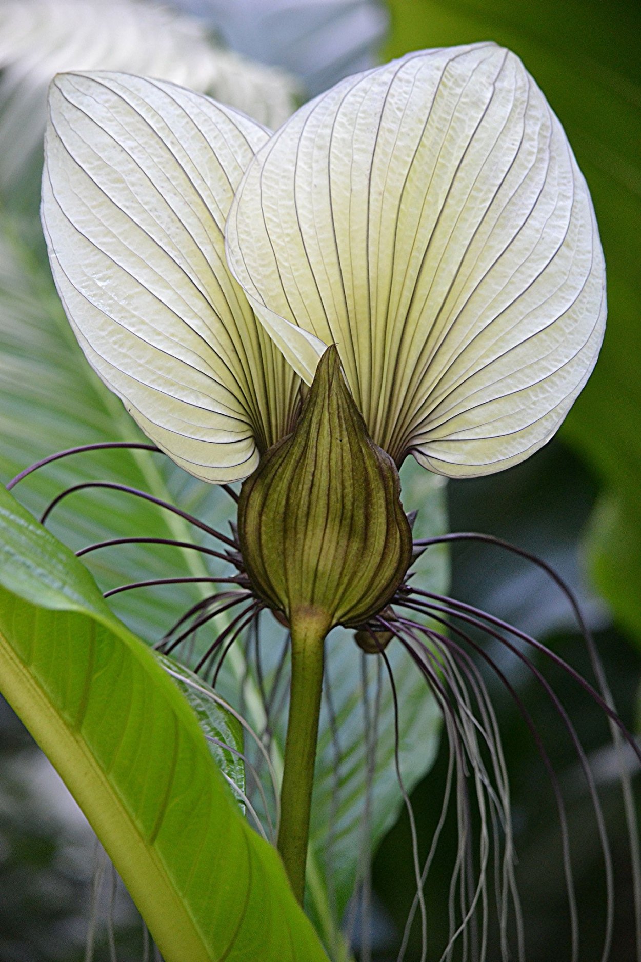 Необычные цветы