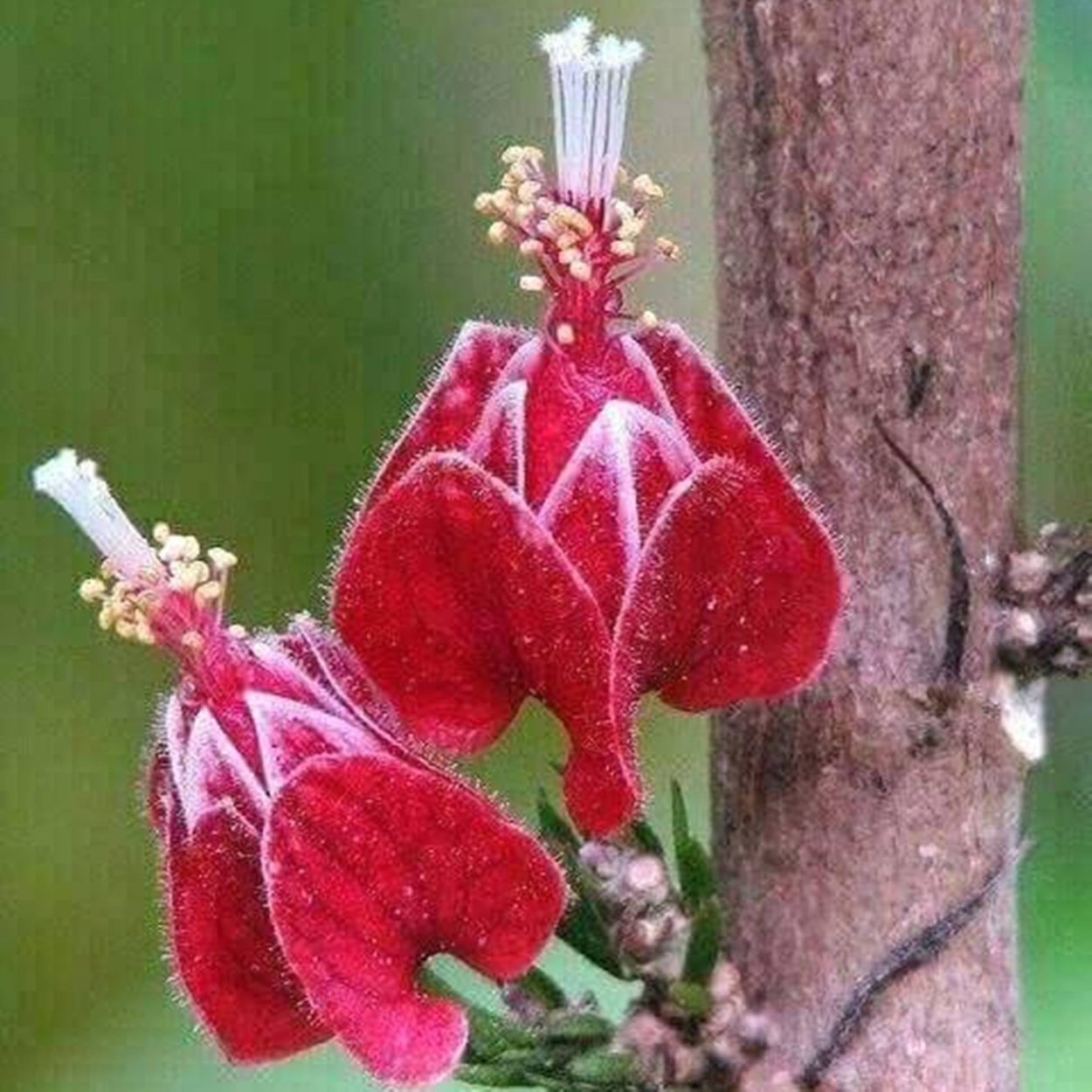 Goethea strictiflora