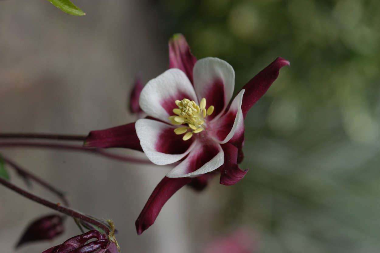 Очень редкие цветы