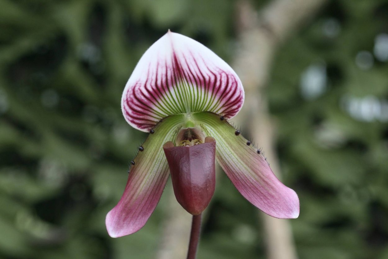 Paphiopedilum sublaeve