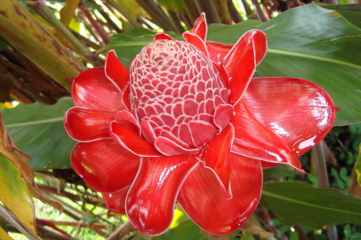 Памианта Перуанская Pamianthe peruviana