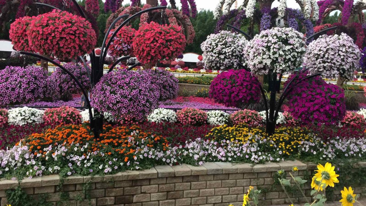 Азалия рододендрон древовидная